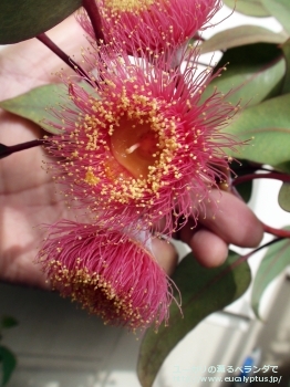 カエシア・マグナ (Eucalyptus caesia ssp. magna)