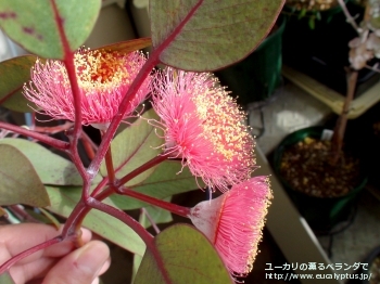 カエシア・マグナ (Eucalyptus caesia ssp. magna)