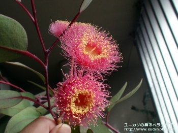 カエシア・マグナ (Eucalyptus caesia ssp. magna)