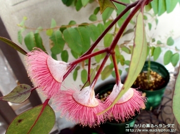 カエシア・マグナ (Eucalyptus caesia ssp. magna)