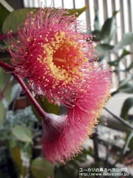 カエシア・マグナ (Eucalyptus caesia ssp. magna)