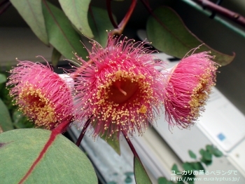 カエシア・マグナ (Eucalyptus caesia ssp. magna)