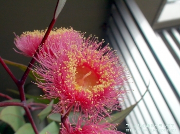 カエシア・マグナ (Eucalyptus caesia ssp. magna)