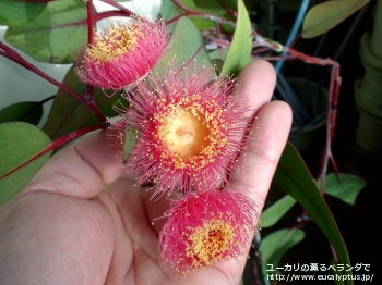 カエシア・マグナ (Eucalyptus caesia ssp. magna)