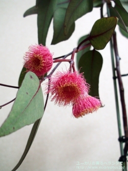 カエシア・マグナ (Eucalyptus caesia ssp. magna)