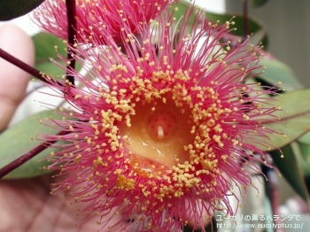 カエシア・マグナ (Eucalyptus caesia ssp. magna)