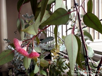 カエシア・マグナ (Eucalyptus caesia ssp. magna)