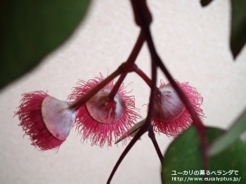 カエシア・マグナ (Eucalyptus caesia ssp. magna)