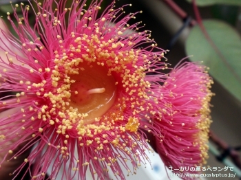 カエシア・マグナ (Eucalyptus caesia ssp. magna)