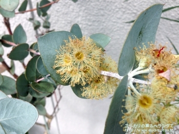 ウンキナータ (Eucalyptus uncinata)