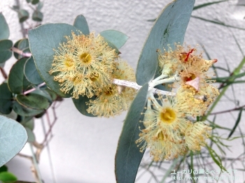 ウンキナータ (Eucalyptus uncinata)