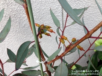 トルクァータ (Eucalyptus torquata)