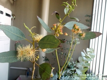 トルウッド (Eucalyptus torwood)