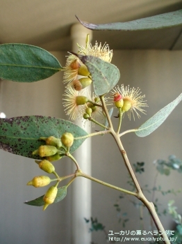 トルウッド (Eucalyptus torwood)