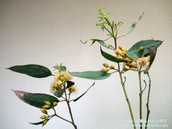 トルウッド (Eucalyptus torwood)