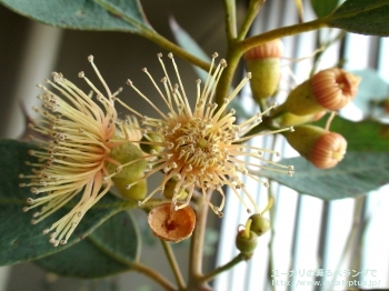 トルウッド (Eucalyptus torwood)