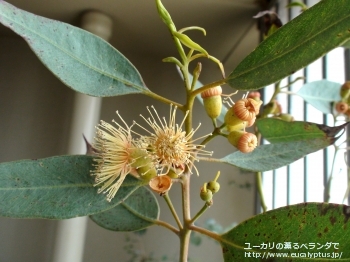 トルウッド (Eucalyptus torwood)