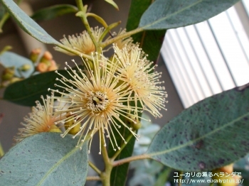 トルウッド (Eucalyptus torwood)