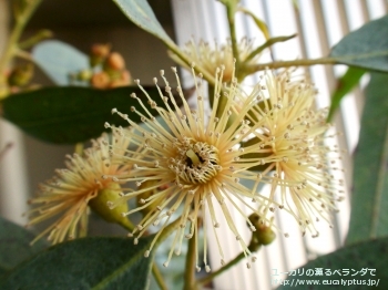 トルウッド (Eucalyptus torwood)