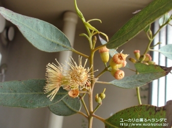 トルウッド (Eucalyptus torwood)