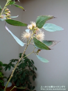 トルウッド (Eucalyptus torwood)