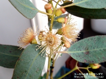 トルウッド (Eucalyptus torwood)