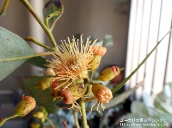 トルウッド (Eucalyptus torwood)