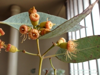 トルウッド (Eucalyptus torwood)