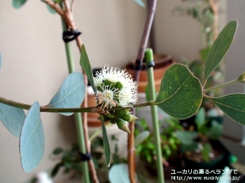 ディシペンス・アデスモフロイア (Eucalyptus decipiens ssp. adesmophloia)