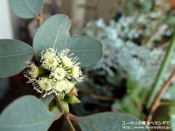 ディシペンス・アデスモフロイア (Eucalyptus decipiens ssp. adesmophloia)