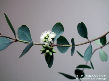 ディシペンス・アデスモフロイア (Eucalyptus decipiens ssp. adesmophloia)