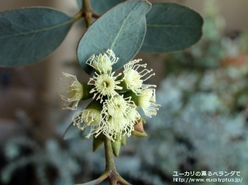 ディシペンス・アデスモフロイア (Eucalyptus decipiens ssp. adesmophloia)