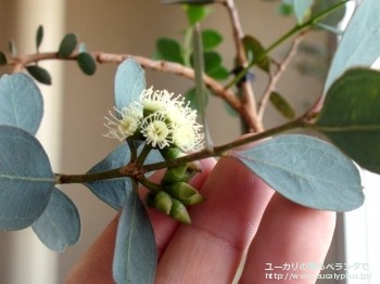 ディシペンス・アデスモフロイア (Eucalyptus decipiens ssp. adesmophloia)