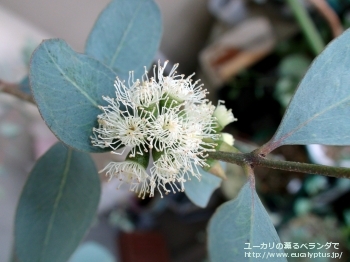 ディシペンス・アデスモフロイア (Eucalyptus decipiens ssp. adesmophloia)