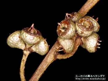 ディシペンス・アデスモフロイア (Eucalyptus decipiens ssp. adesmophloia)