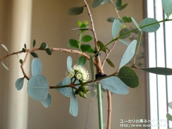 ディシペンス・アデスモフロイア (Eucalyptus decipiens ssp. adesmophloia)