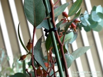 トルクァータ (Eucalyptus torquata)