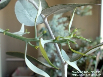 ウッドワーディ (Eucalyptus woodwardii)