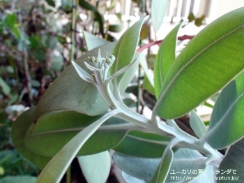 プレウロカルパ (Eucalyptus pleurocarpa)