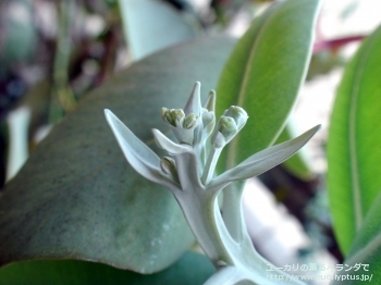 プレウロカルパ (Eucalyptus pleurocarpa)