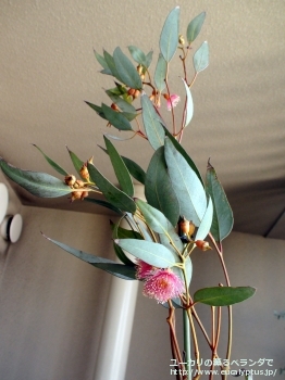 トルクァータ (Eucalyptus torquata)