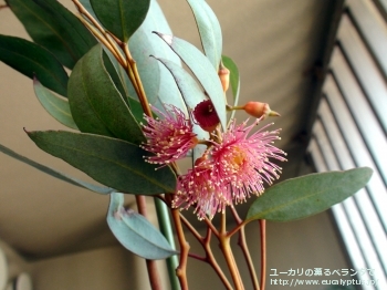 トルクァータ (Eucalyptus torquata)