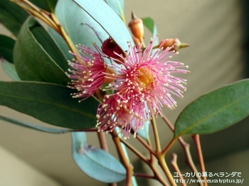 トルクァータ (Eucalyptus torquata)