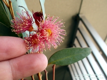 トルクァータ (Eucalyptus torquata)