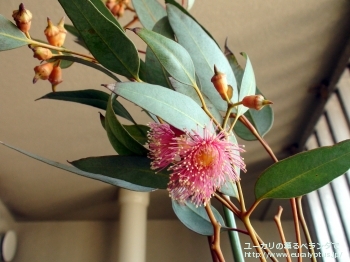 トルクァータ (Eucalyptus torquata)