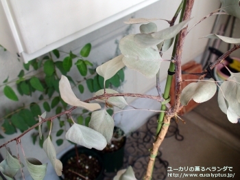 ポリアンセモス・ベスティタ (Eucalyptus polyanthemos ssp. vestita)