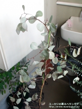 ポリアンセモス・ベスティタ (Eucalyptus polyanthemos ssp. vestita)