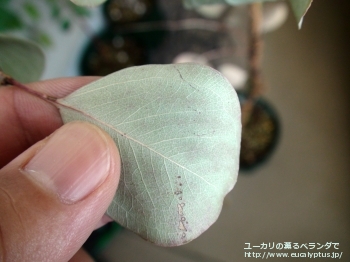 ポリアンセモス・ベスティタ (Eucalyptus polyanthemos ssp. vestita)