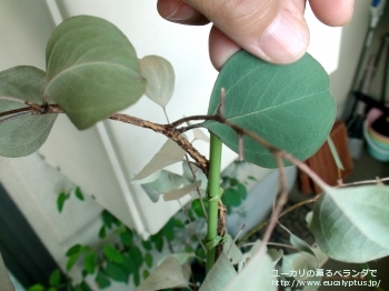 ポリアンセモス・ベスティタ (Eucalyptus polyanthemos ssp. vestita)