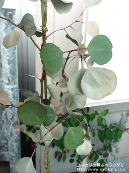 ポリアンセモス・ベスティタ (Eucalyptus polyanthemos ssp. vestita)